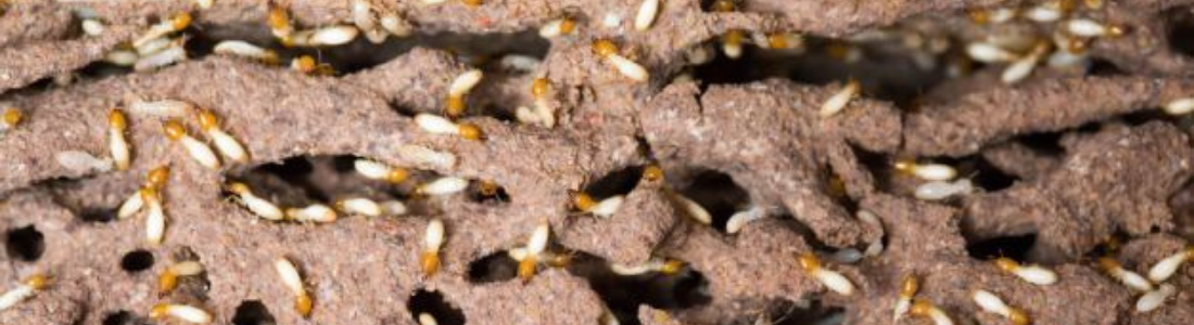 Descupinização  no  Madeiramento do Forro 24 HORAS